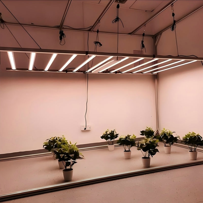 WEED TODD LS800W Bloom Beam LED Grow Light