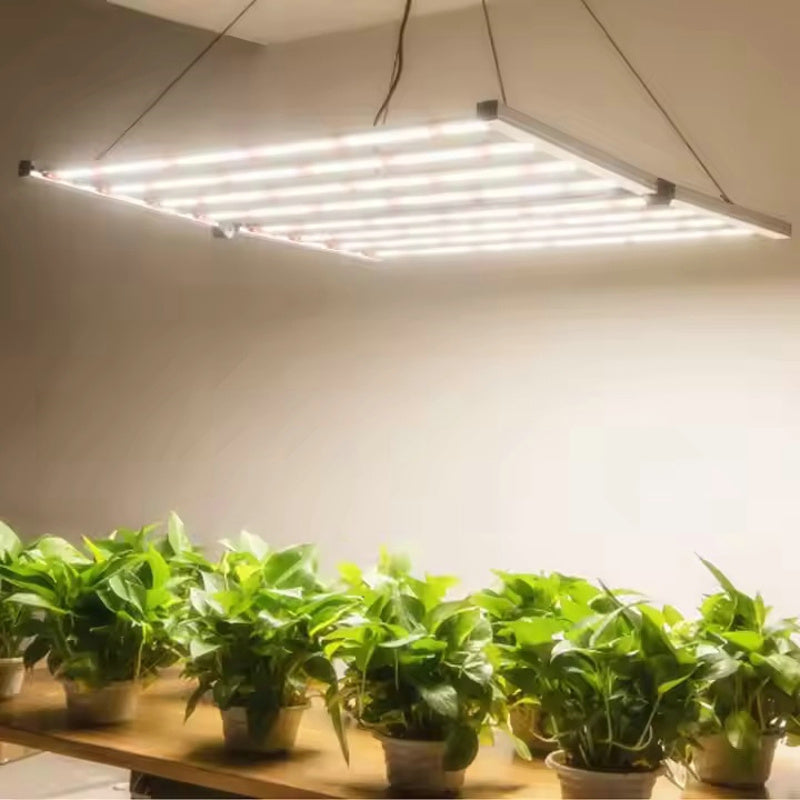 WEED TODD LS800W Bloom Beam LED Grow Light