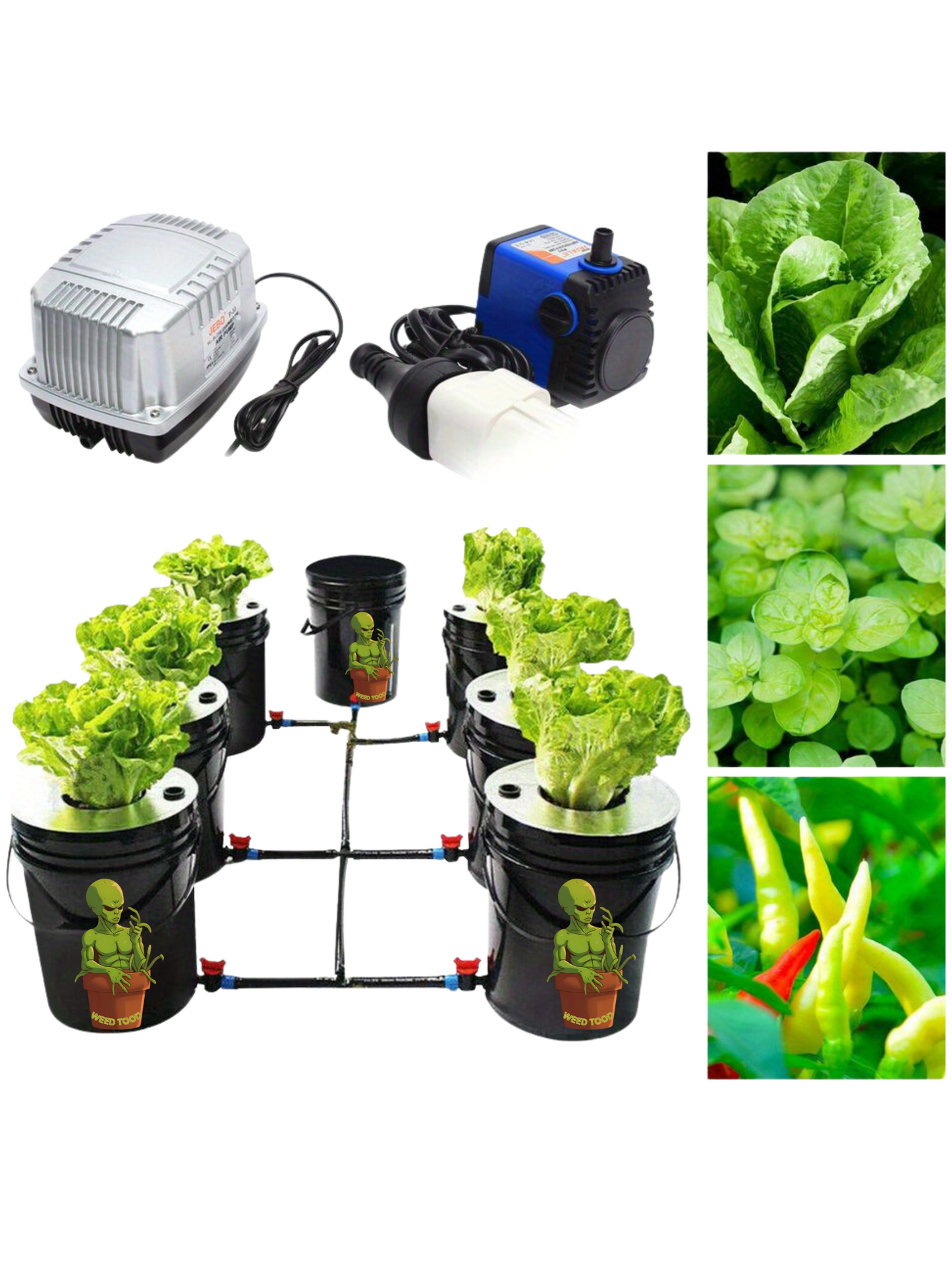 Collage of hydroponic gardening setup with plants, lights, and equipment on a white background.